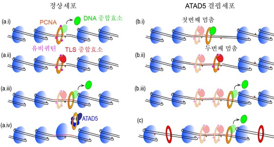 ATAD5 결핍세포에서 활성산소 기인 복구 DNA 합성이 연장됐을 때 유전체 불안정성을 일으키는 메커니즘(IBS 제공)© 뉴스1
