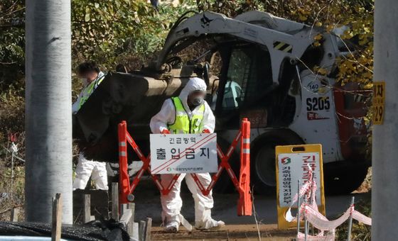 음성 육용오리 농장 고병원성 AI 확진…13만마리 살처분