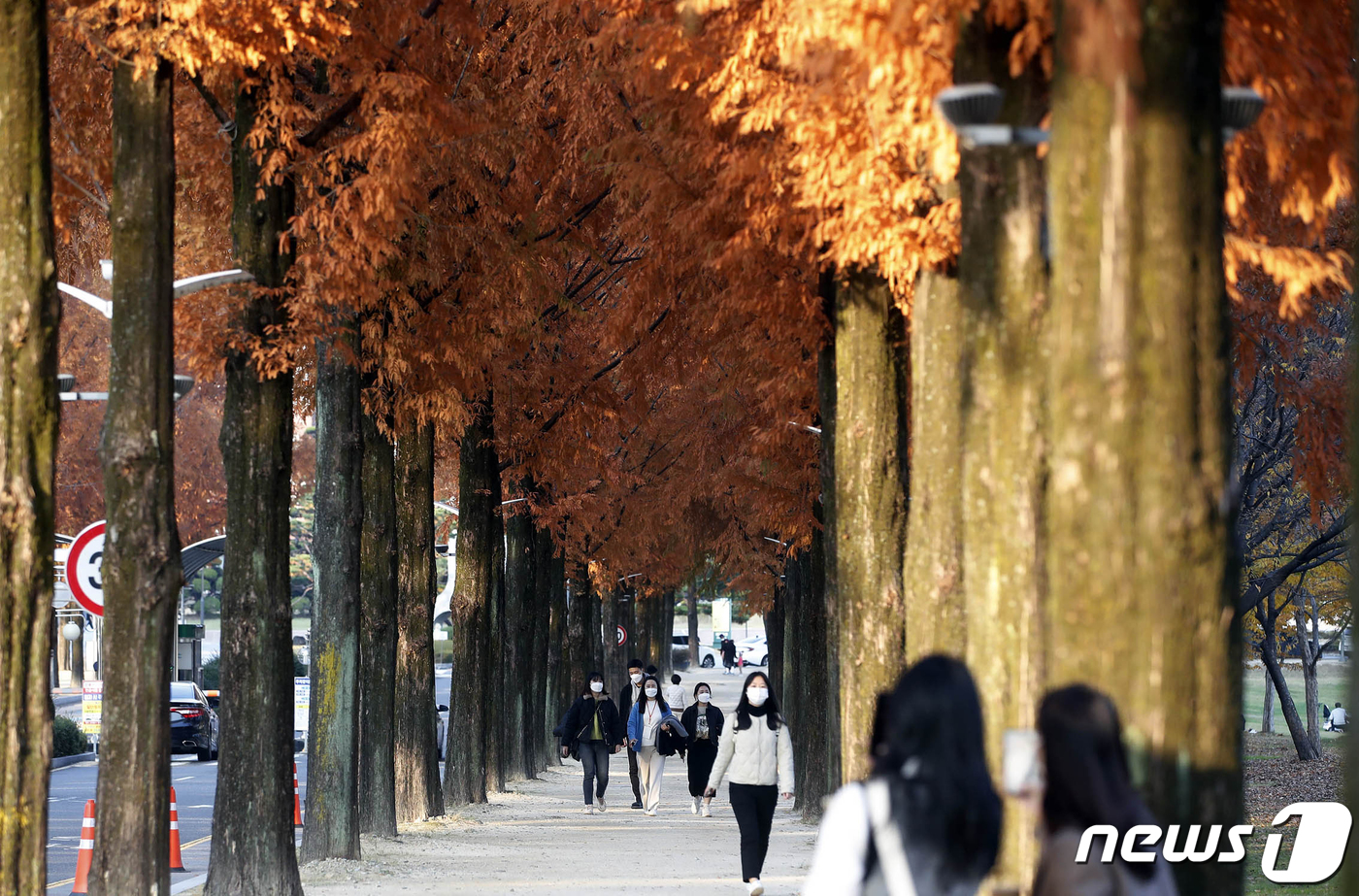 (광주=뉴스1) 정다움 기자 = 절기상 소설인 22일 광주 북구 전남대학교 메타세콰이어 길에 낙엽이 떨어져 있다. (광주 북구 제공)2021.11.22/뉴스1