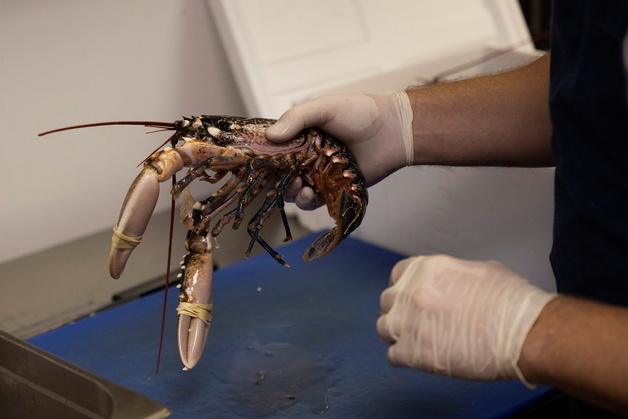 "바닷가재·문어 산 채로 삶으면 불법"…英, 동물복지정책 예고