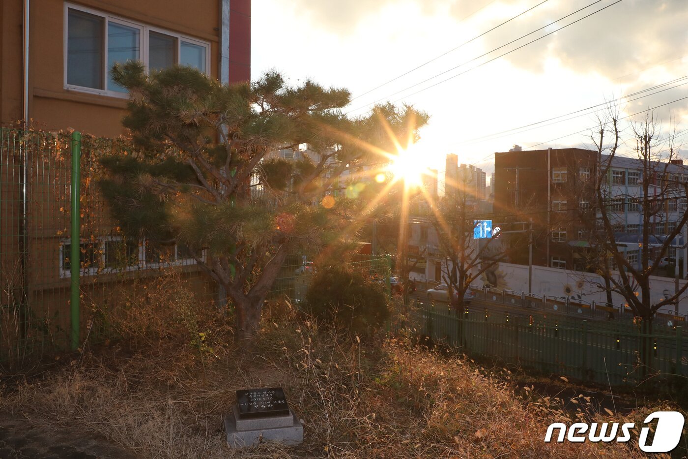 본문 이미지 - 전두환 전 대통령이 23일 오전 향년 90세를 일기로 사망한 가운데 모교인 대구공고에 남은 2012년 대구공고 역사관 준공기념식수 뒤로 해가 지고 있다. 2021.11.23/뉴스1 ⓒ News1 공정식 기자