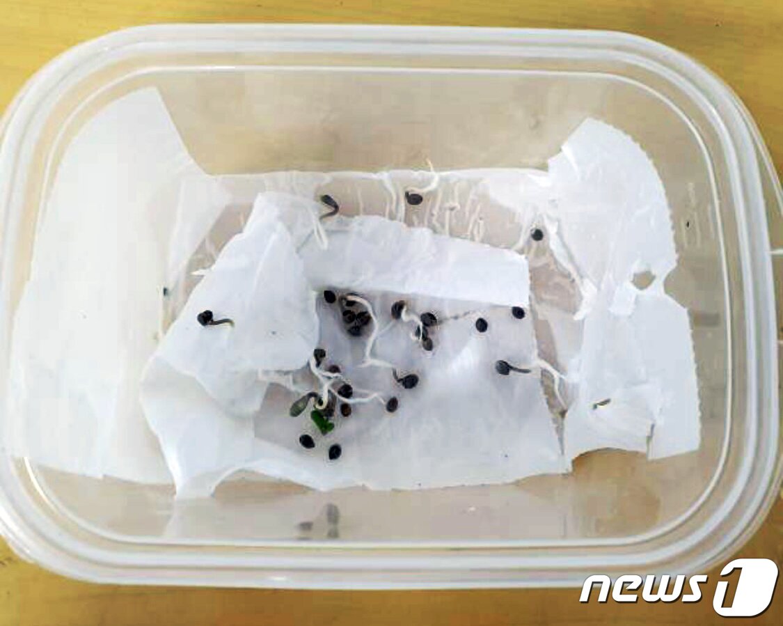 본문 이미지 - 이집트 난민 A씨가 키운 대마 종자 27점(인천세관 제공) ⓒ 뉴스1