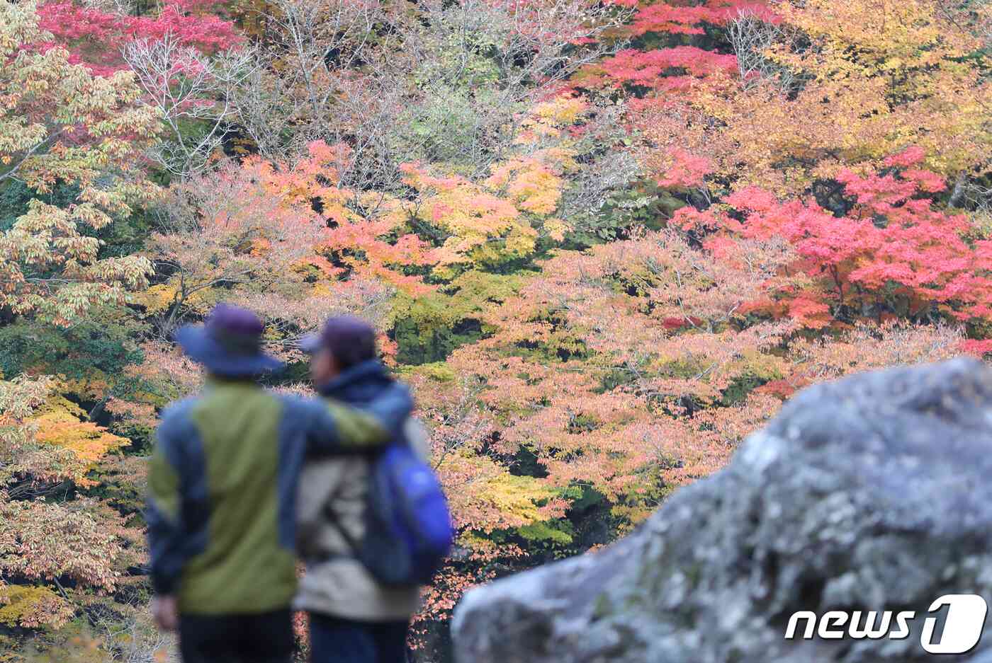 2021년 11월 3일 오전 단풍이 절정을 이룬 제주 한라산 천아계곡에서 관광객과 도민들이 무르익은 가을 정취를 즐기고 있다. 2021.11.3/뉴스1 © News1 오현지 기자