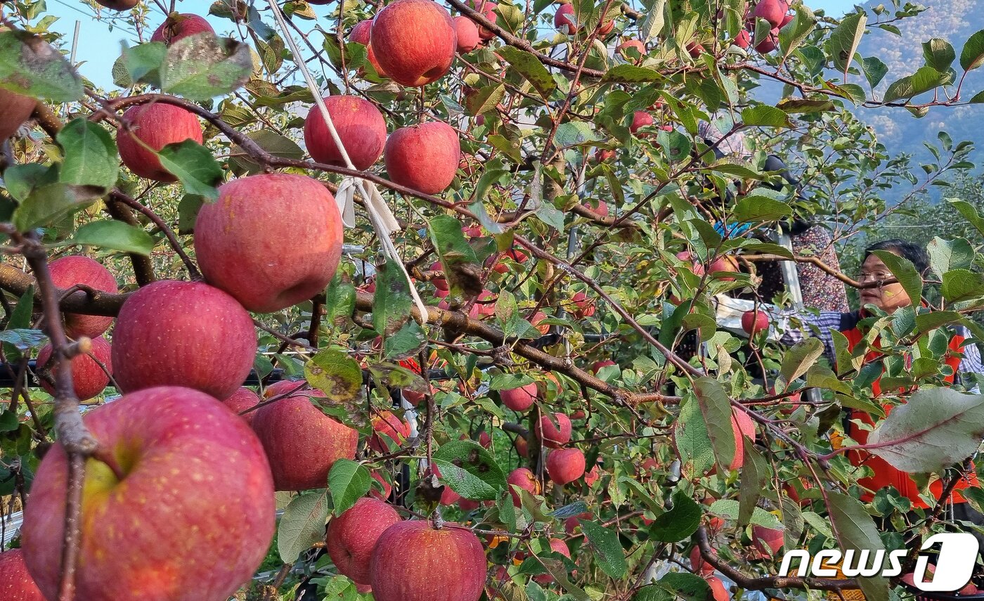 본문 이미지 - 4일 경북 포항시 북구 죽장면 일광농원&#40;대표 강창호&#41;에서 농민들이 사과 수확에 한창이다. 2021.11.4/뉴스1 ⓒ News1 최창호 기자