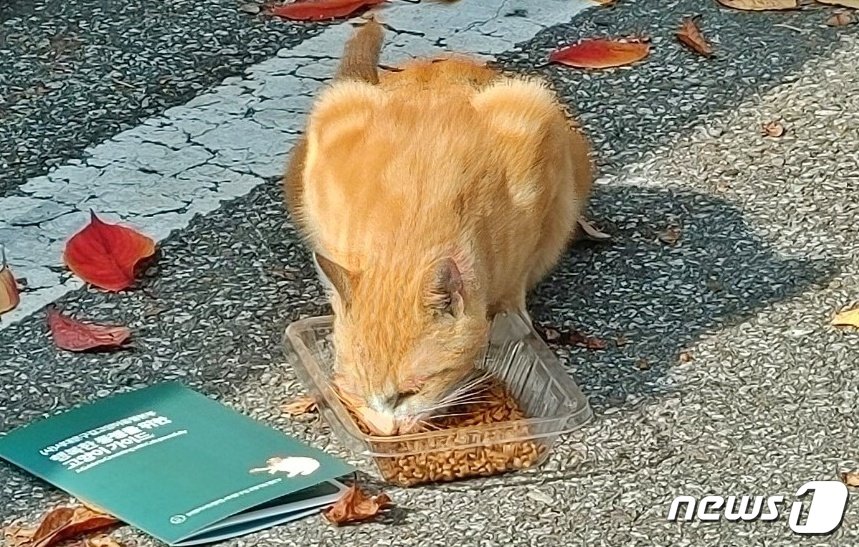 본문 이미지 - 서대문구길고양이동행본부 회원들은 고양이 사료를 주는 것 뿐 아니라 배설물까지 치운다. (서동행 제공) ⓒ 뉴스1