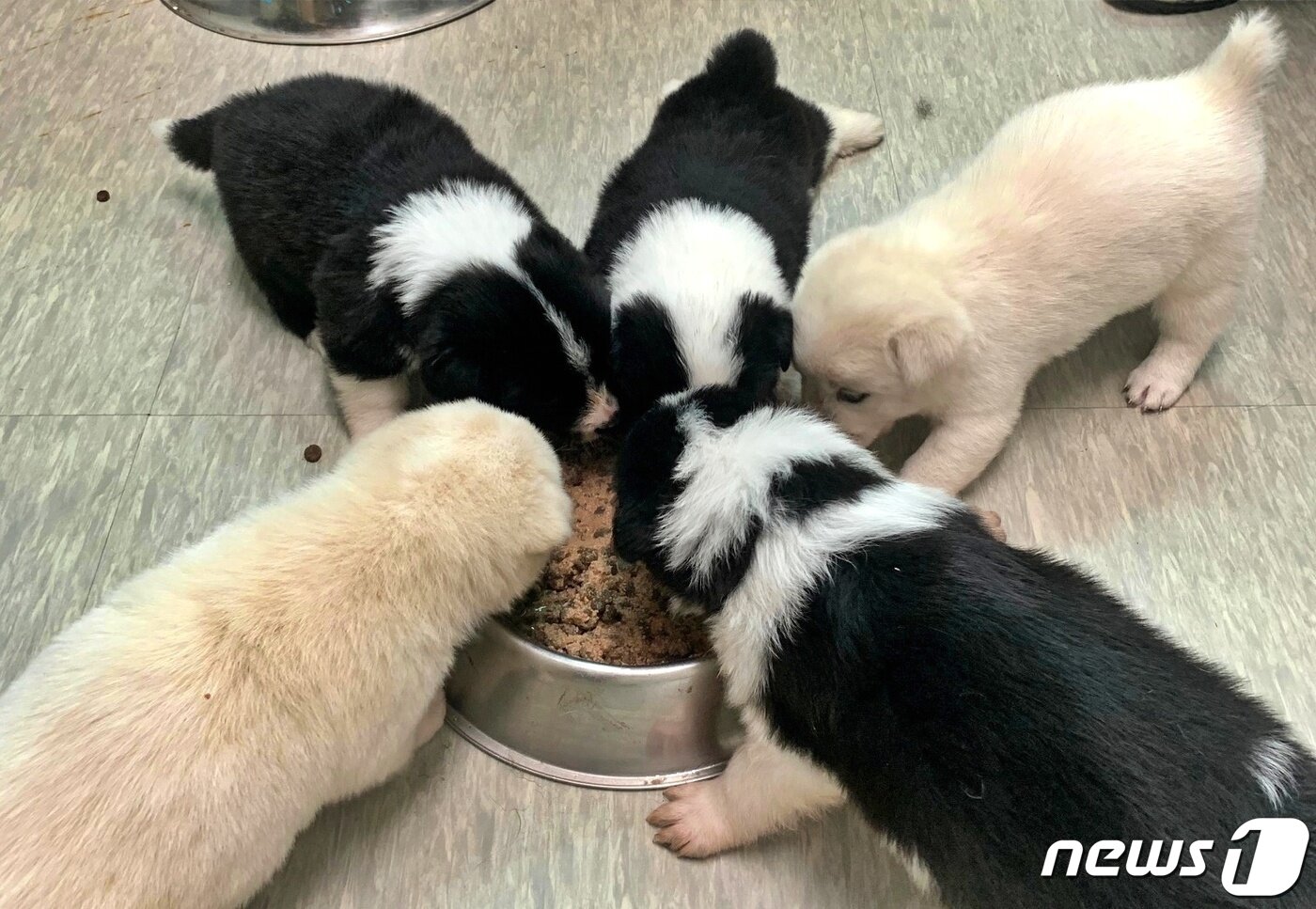 본문 이미지 - 브로콜리가 낳은 새끼 강아지들. 지금은 모두 입양을 갔다. (수원시동물보호센터 제공) ⓒ 뉴스1