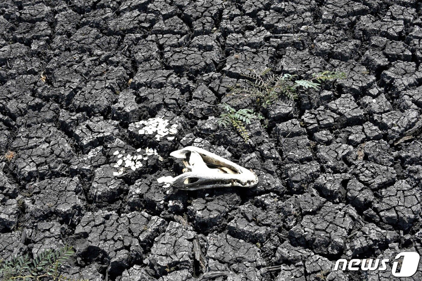 본문 이미지 - 브라질에서 발생한 가뭄으로 인해 땅이 메말랐다. ⓒ AFP=뉴스1 ⓒ News1 김지현 기자