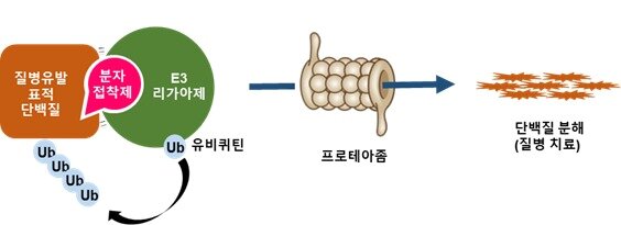 본문 이미지 - 세포 내 ‘유비퀴틴-프로테아좀’ 시스템을 이용한 분자접착제 기술 원리(화학연 제공) ⓒ 뉴스1