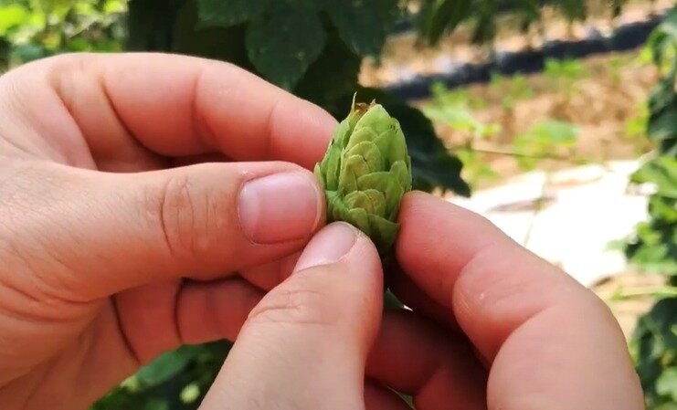 본문 이미지 - 맥주 원료 홉(유튜브 홉이든HOPEDEN 채널)ⓒ 뉴스1