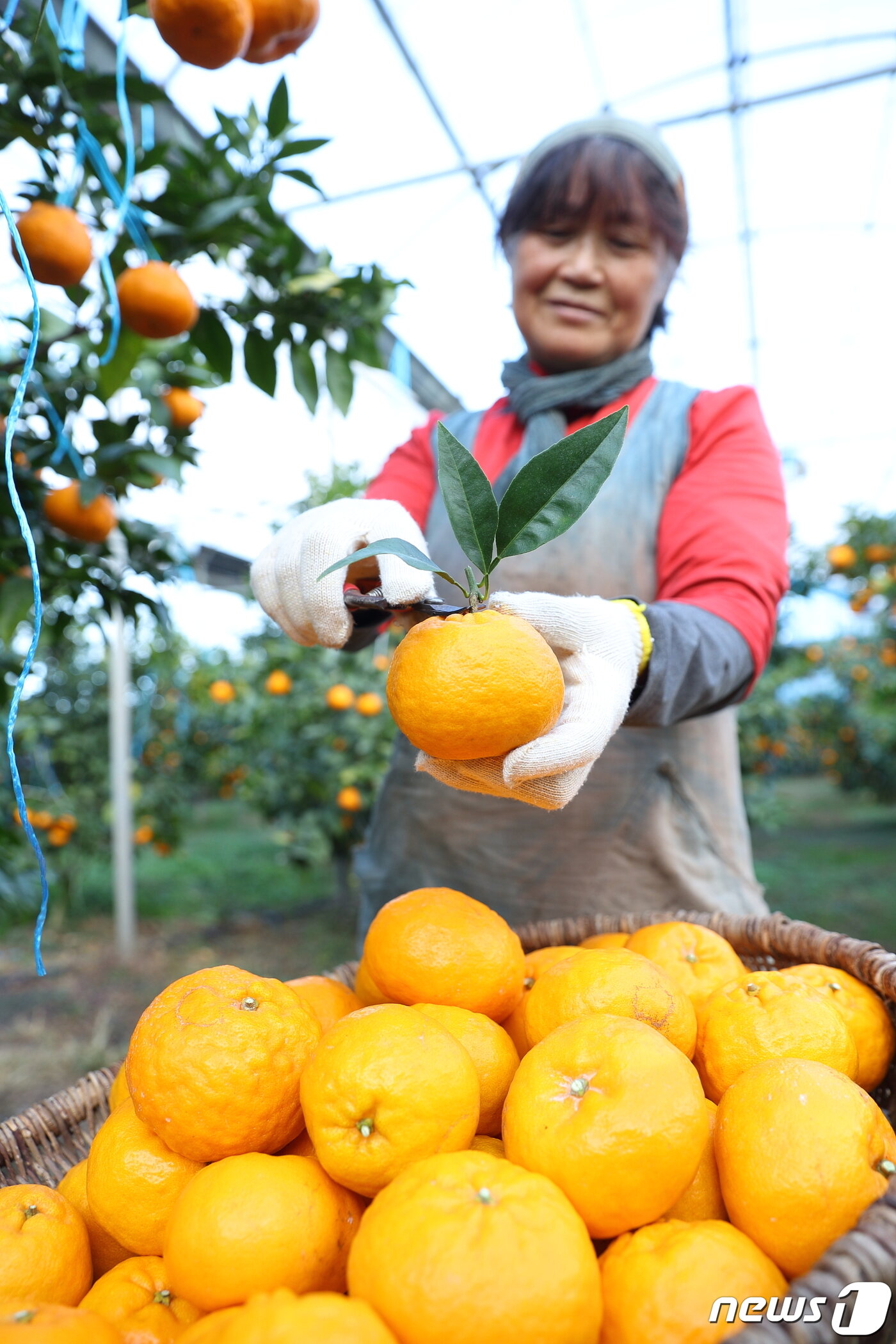 본문 이미지 - 제주시 애월읍의 한 감귤 농장에서 농민이 농촌진흥청 국립원예특작과학원이 개발한 국산 만감류 '윈터프린스'를 수확하고 있다.(농촌진흥청 제공)ⓒ 뉴스1