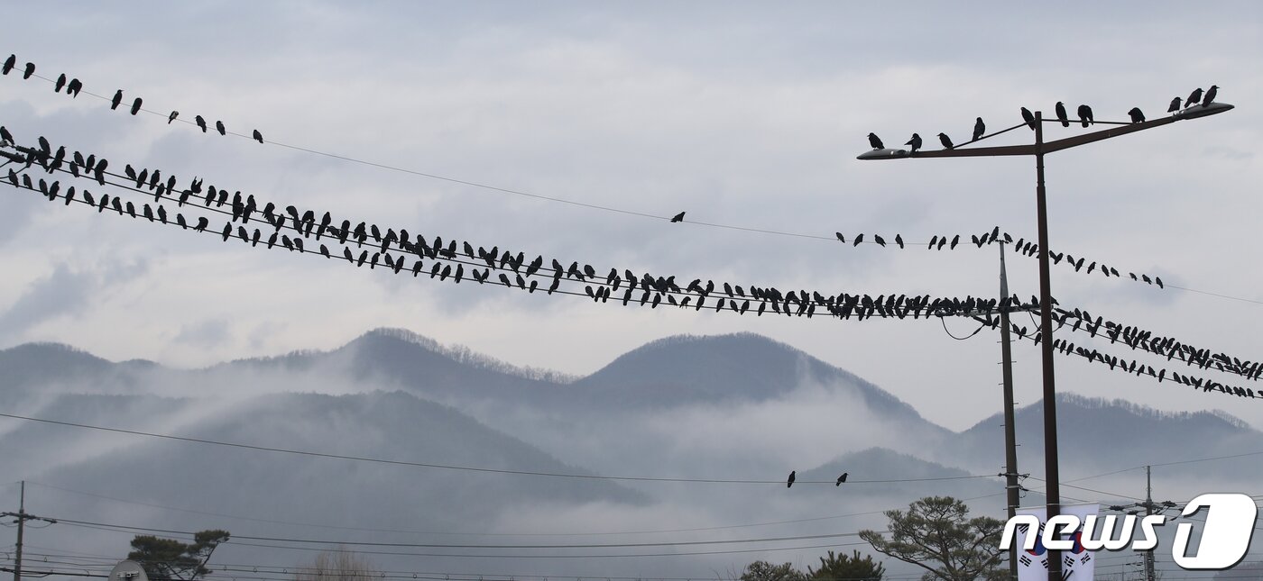 본문 이미지 - 울산지역에 겨울비가 내리며 안개가 낀 1일 오전 울산시 울주군 선바위교 주변에서 떼까마귀가 전선에 앉아 휴식하고 있다. 2021.2.1/뉴스1 ⓒ News1 윤일지 기자
