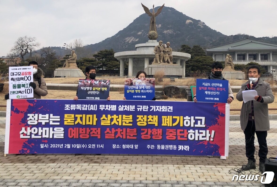 본문 이미지 - 동물권행동 카라 등 단체들은 10일 서울 종로구 청와대 앞에서 산안마을 닭들에 대한 예방적 살처분 강행 중단을 촉구하는 기자회견을 열었다. 사진 카라 제공 ⓒ 뉴스1