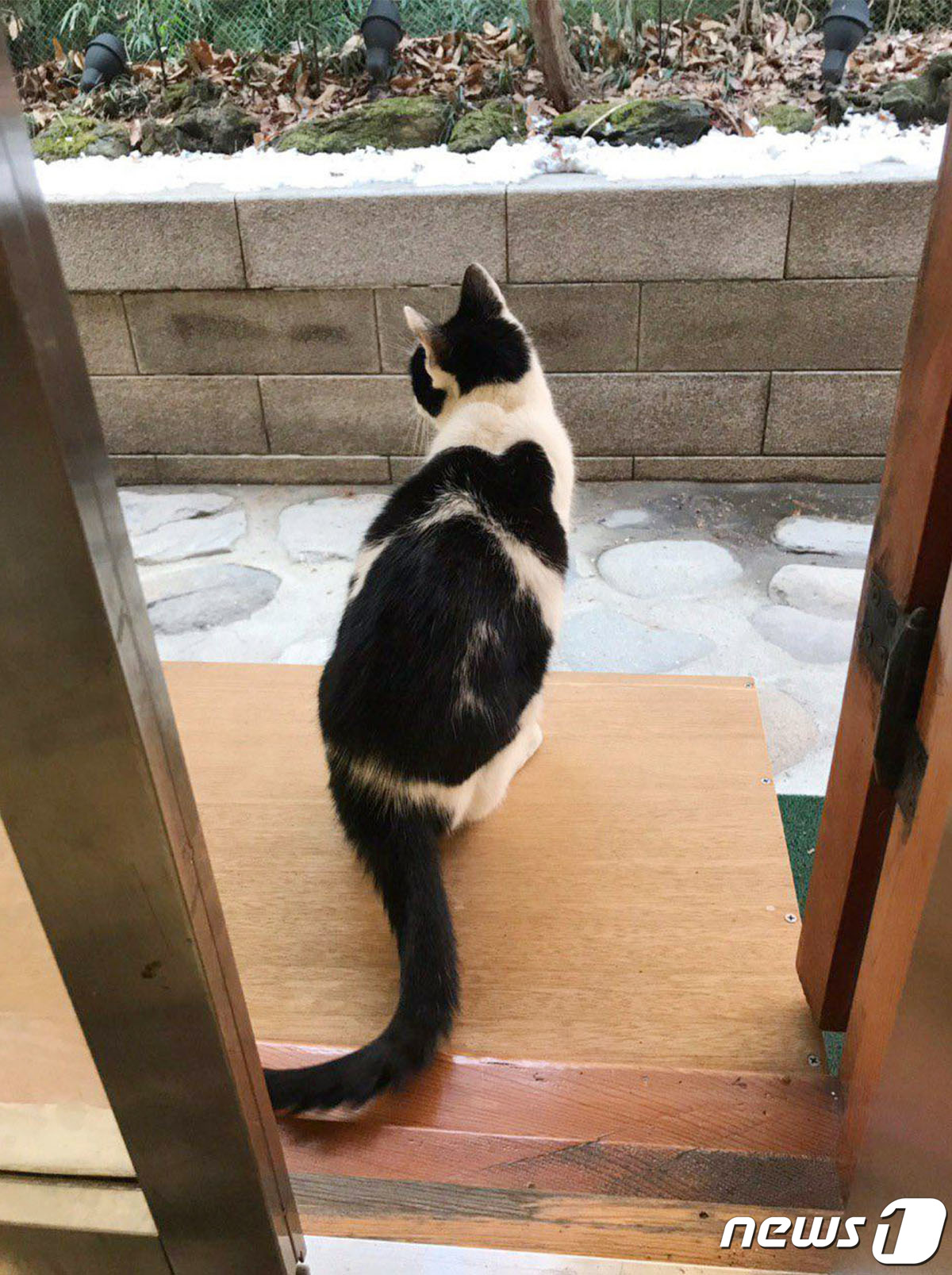 (서울=뉴스1) = 청와대가 12일 사회관계망서비스(SNS)를 통해 문재인 대통령이 반려견, 반려묘와 함께 설 명절을 보내는 모습을 공개했다. 문 대통령은 고양이 찡찡이, 풍산개 …