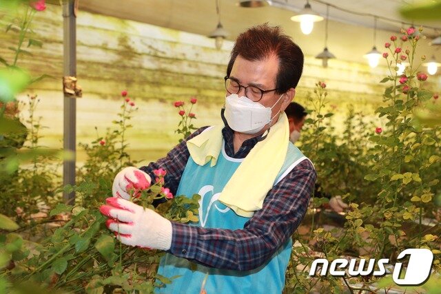 본문 이미지 - 이시종 충북지사가 진천의 한 화훼농가를 찾아 올해 첫 생산적 일손봉사를 하고 있다. ⓒ 뉴스1