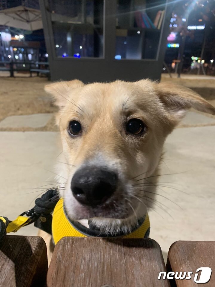 본문 이미지 - 비글 구조 네트워크에서 보호중인 강아지 블리 ⓒ 뉴스1
