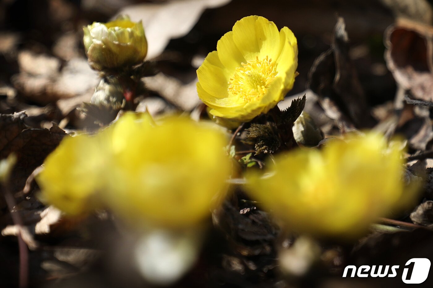 본문 이미지 - 지난 2일 서울 성북구 홍릉시험림(국립산림과학원)에서 복수초가 노란 꽃잎을 펴고 볕을 쬐고 있다. 2021.2.2/뉴스1 ⓒ News1 민경석 기자