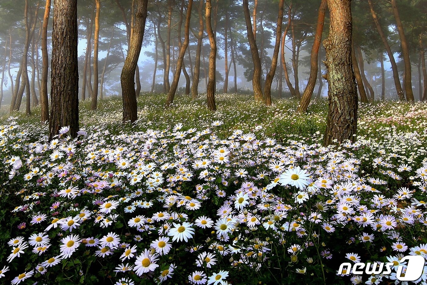 본문 이미지 - 전북 정읍시는 내장산국립공원과 옥정호 구절초 지방 정원이 대한민국을 대표하는 ‘한국 관광 100선’에 선정됐다. 정읍 구절초 테마공원. ⓒ 뉴스1