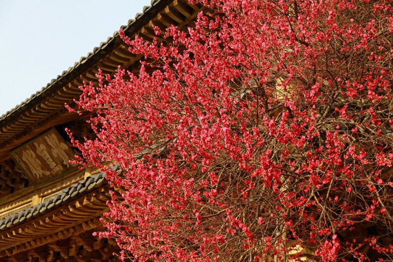 본문 이미지 - 화엄사에 핀 홍매화. 화엄사 제공