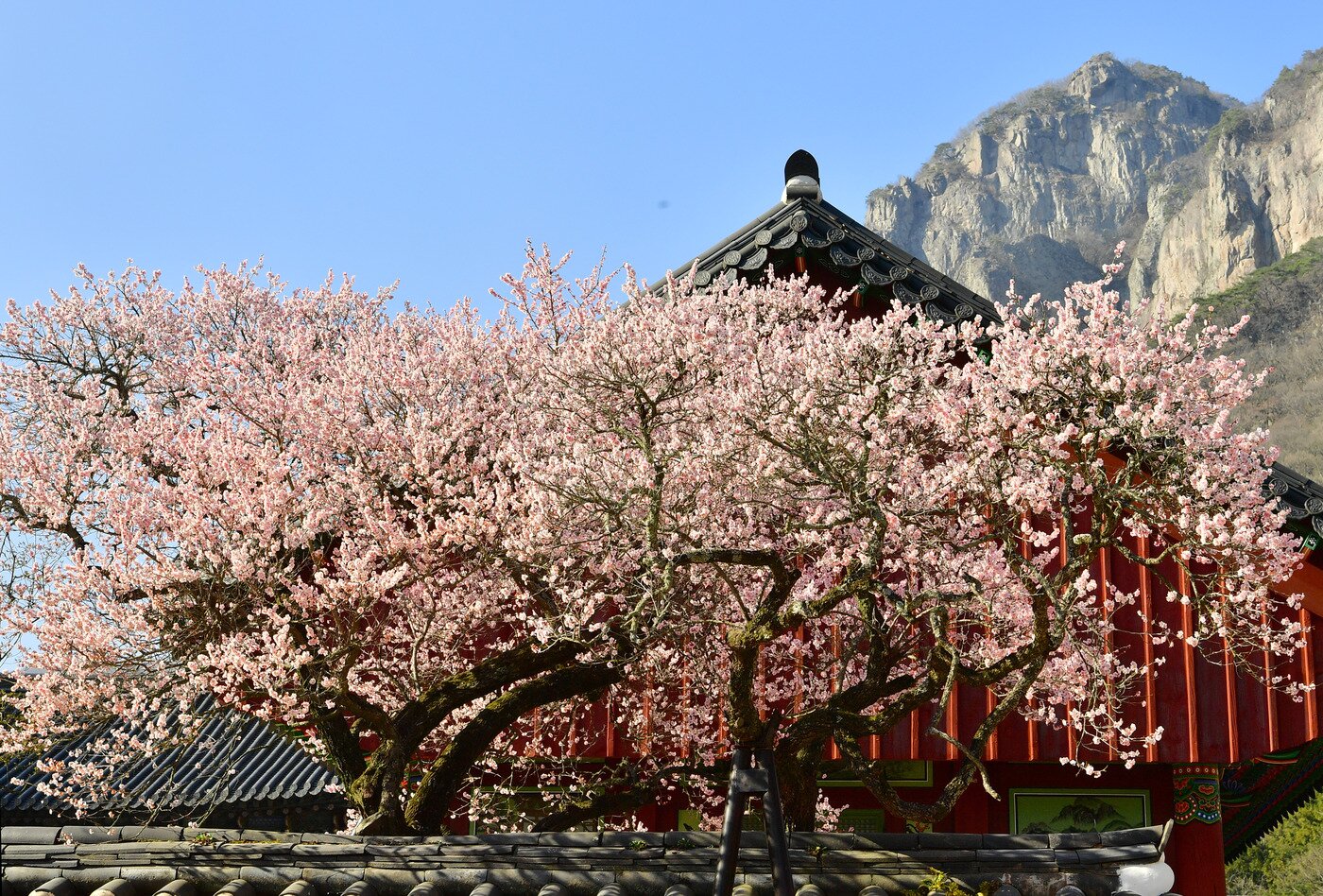 본문 이미지 - 장성 백양사 고불매. 문화재청 제공