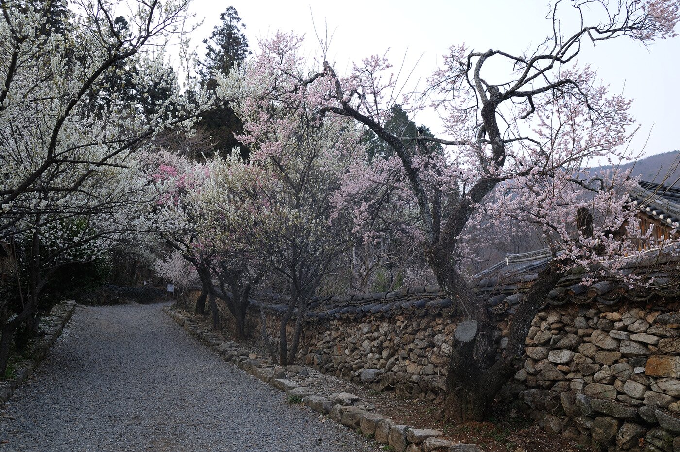 본문 이미지 - 순천 선암사 선암매. 문화재청 제공