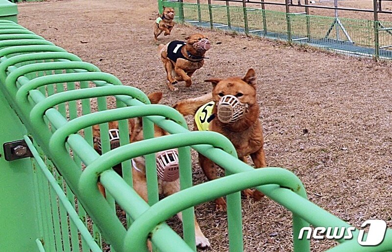 본문 이미지 - 진도개테마파크에서 경주를 하고 있는 진도개들. 경견이 아니기 때문에 뛰기 싫으면 안 뛰어도 된다. ⓒ 뉴스1 최서윤 기자
