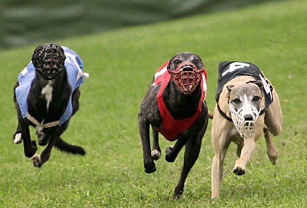본문 이미지 - 해외에서 경주를 하는 그레이 하운드. 사진 AFP ⓒ 뉴스1