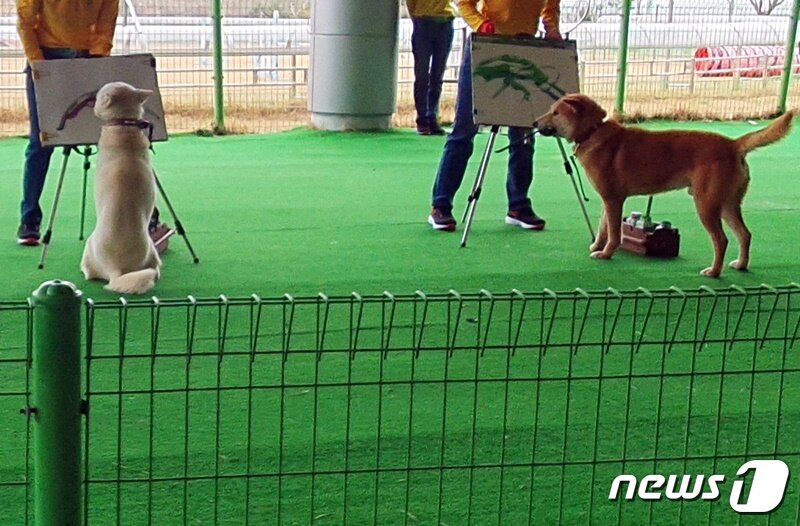 본문 이미지 - 전남 진도군 진도개테마파크에서 진돗개들이 붓을 입에 물고 흔들고 있다. ⓒ 뉴스1 최서윤 기자