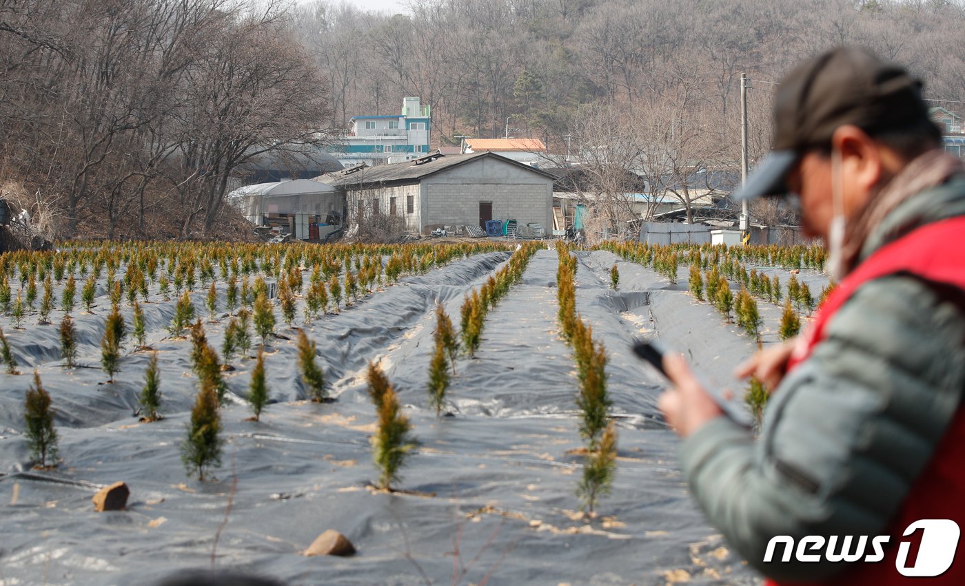 10일 한국토지주택공사&#40;LH&#41; 직원들이 사들인 경기 시흥 과림동 소재 농지에 보상 목적의 묘목이 심어져 있다. ⓒ News1 안은나 기자