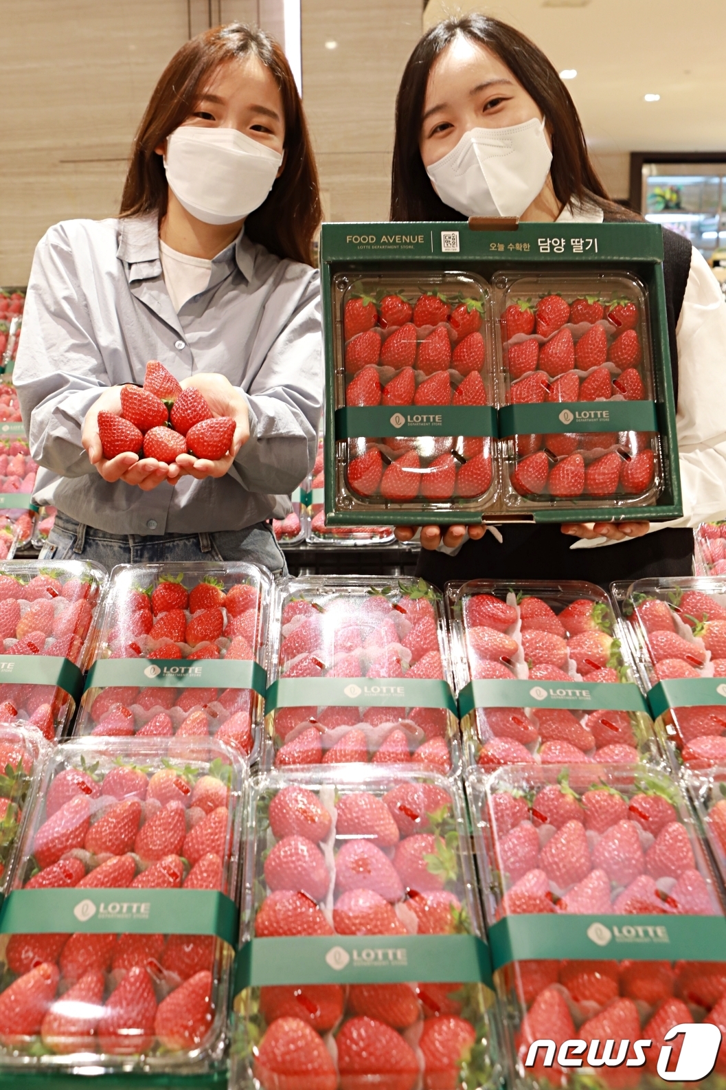 (서울=뉴스1) = 10일 서울 중구 롯데백화점 본점 지하1층에서 모델들이 '담양 금실딸기 산지 직송전' 행사를 알리고 있다.롯데백화점은 담양 봉산농협과 협업해 출시한 '롯데백화점 …