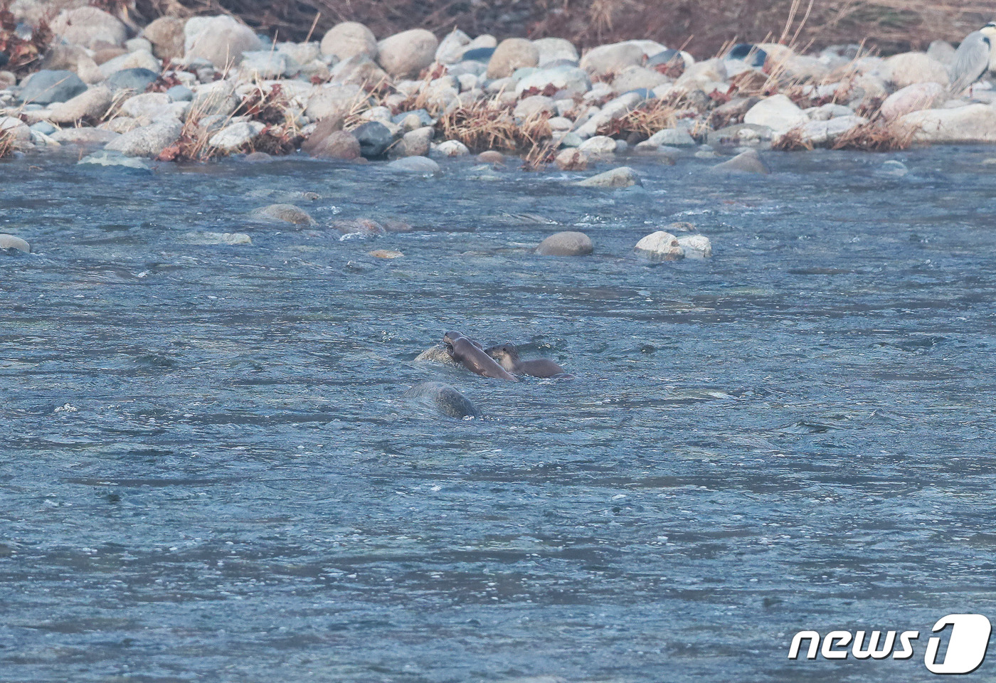 (서울=뉴스1) = 11일 오전 경남 함양군 휴천면 엄천강에서 수달(천연기념물 330호) 한쌍이 물놀이를 하고 있다. (함양군 김용만 제공) 2021.3.11/뉴스1