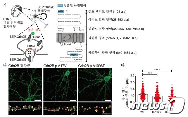 본문 이미지 - 신경세포의 시냅스 형성을 망가뜨리는 조현병 환자 뇌 특이 체성 유전변이(KAIST 제공) ⓒ뉴스1