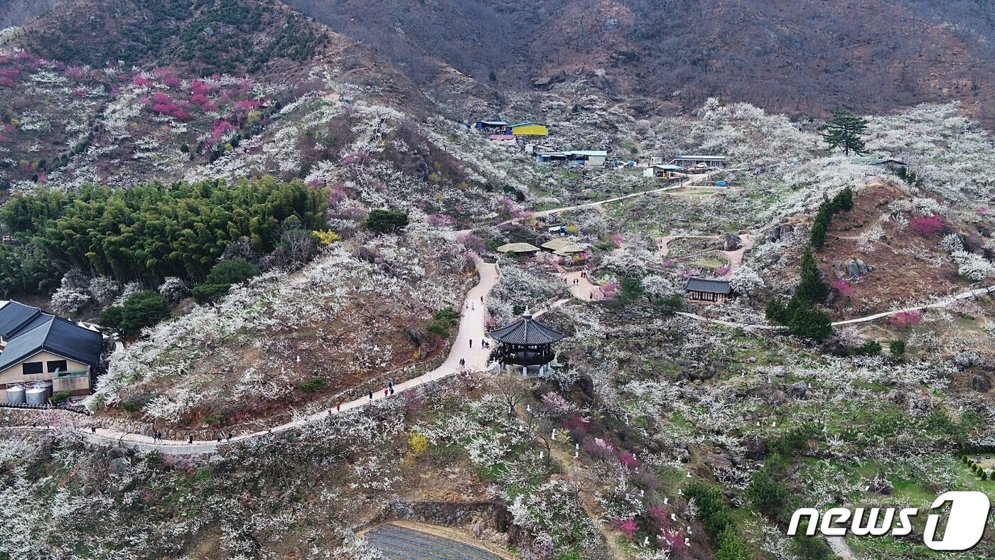 본문 이미지 - 상춘객 맞이하는 섬진강 매화마을(광양시 제공)2021.3.11/ ⓒ 뉴스1