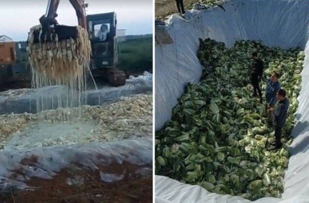 본문 이미지 - 굴삭기로 배추를 퍼내는 장면과 배추 위에 서 있는 남성들 - 웨이보 갈무리
