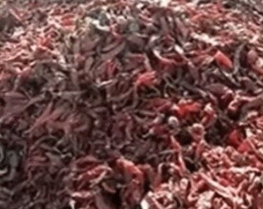 본문 이미지 - 마른 고추더미에서 쥐들이 나오고 있다. - 웨이보 갈무리