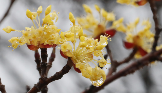 건조한 봄에 단비…대전·충남 밤사이 5~40㎜ 비, 낮부터 소강