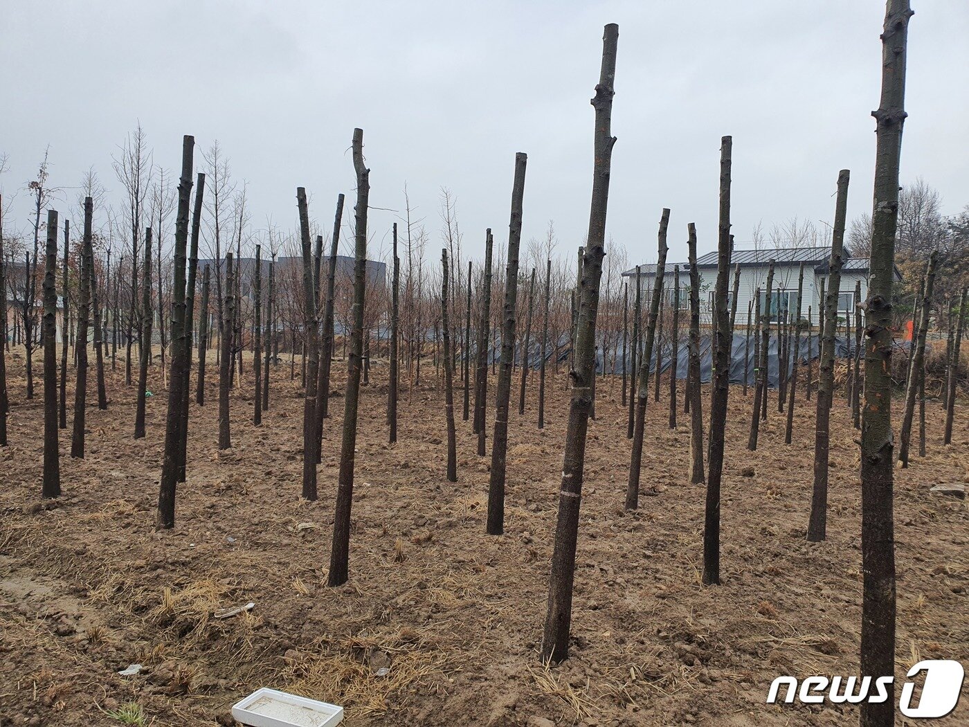 본문 이미지 - 충북 청주시 넥스트폴리스 산업단지 예정지 내에 심어진 묘묙. ⓒ 뉴스1