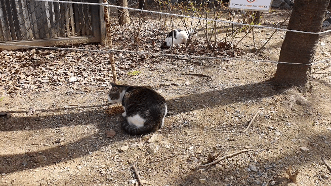 본문 이미지 - 서울 경의선 숲길에 살고 있는 길고양이들. '쓰레기를 버리지 말라'는 경고문이 부착돼 있다. ⓒ 뉴스1 최서윤 기자