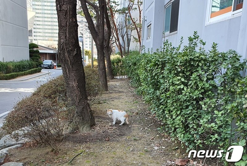 본문 이미지 - 서울 한 아파트 단지 내에 살고 있는 길고양이. 아파트 복도 아래 길고양이 집이 설치돼 있다. 옆에는 자동차들이 다니기 때문에 사람도 동물도 모두 위험한 장소다. ⓒ 뉴스1 최서윤 기자