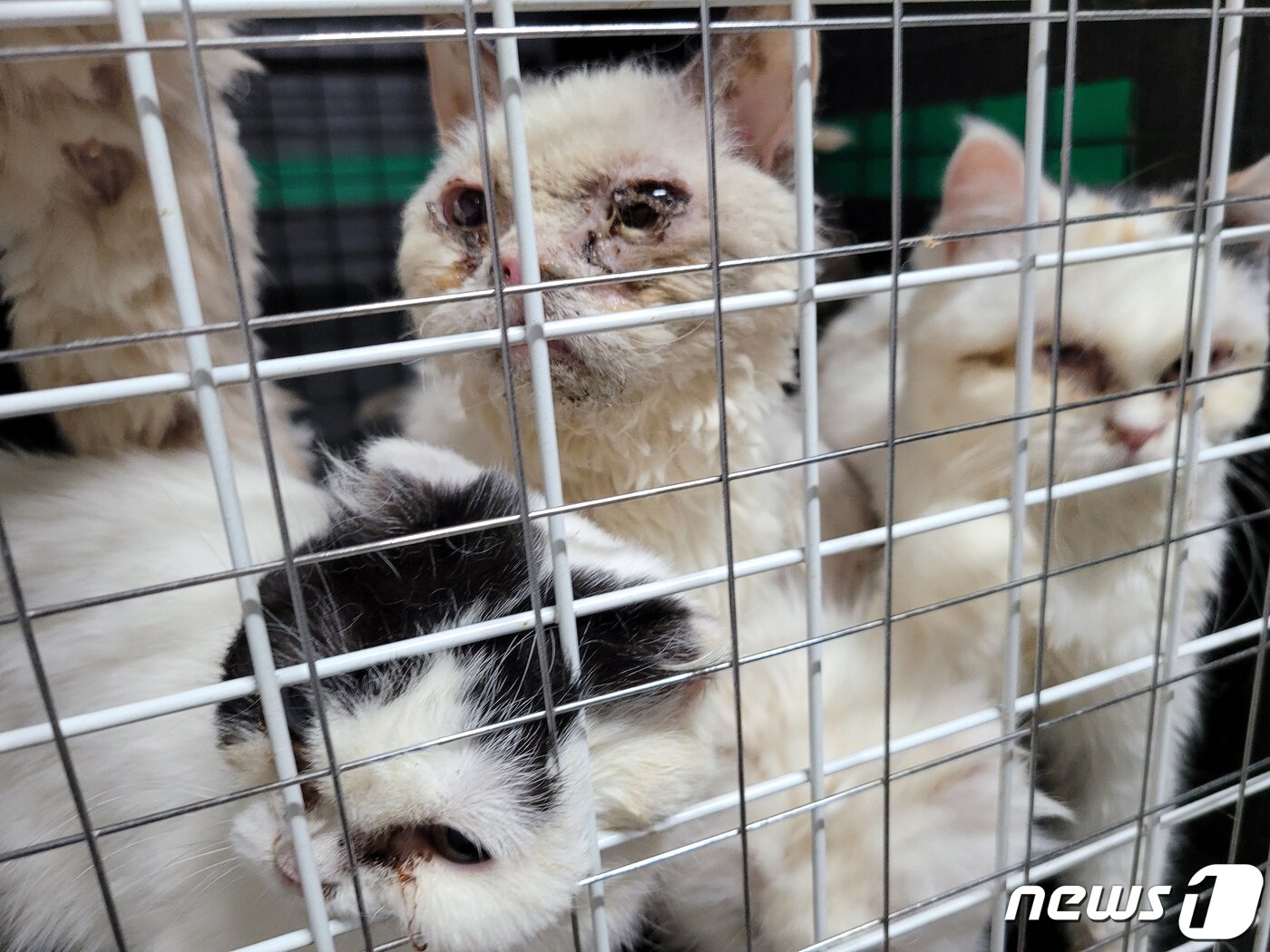 본문 이미지 - 지난 23일 광주 북구 용봉동 한 불법 고양이 사육 업장에서 피부병과 각막염을 앓고 있는 고양이가 철창 안에 갇혀있다.&#40;비글구조네트워크 제공&#41;2021.3.25/뉴스1 ⓒ News1 허단비 기자