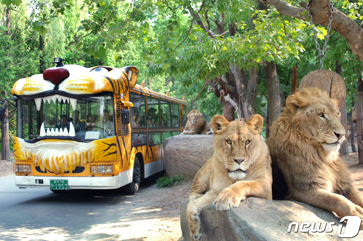 (서울=뉴스1) = 에버랜드가 개장 45주년을 맞아 더 가깝고 와일드한 맹수 관찰이 가능한 새로운 모습의 사파리월드를 올 봄 선보인다.이로 인해 에버랜드 동물원을 대표하며 지난 4 …
