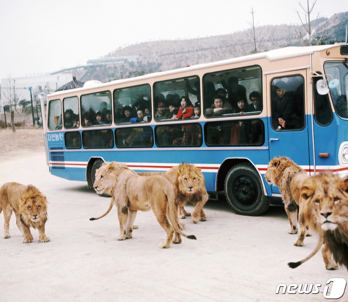 본문 이미지 - 에버랜드 동물원을 대표하며 지난 45년간 운행을 이어 온 명물 '사파리 버스'는 올 봄 마지막 운행을 마치고 추억 속으로 사라질 전망이다. (에버랜드 제공) 2021.3.29/뉴스1