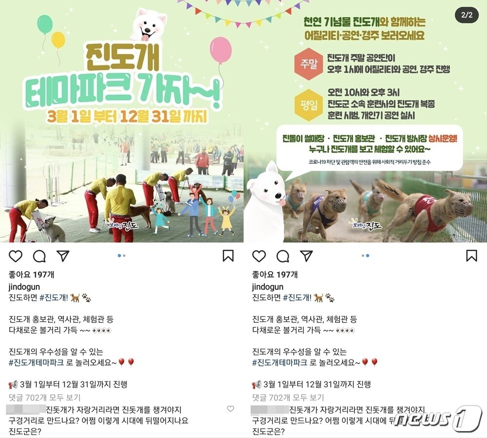 본문 이미지 - 진도군이 올해말까지 진도개테마파크에서 공연을 진행하다고 홍보하자 "공연은 학대"라고 주장하는 댓글이 달리고 있다. 사진 진도군 인스타그램 ⓒ 뉴스1