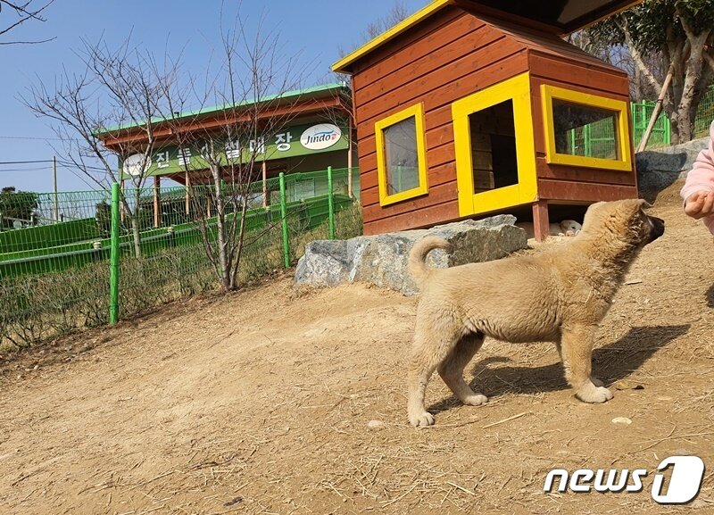 본문 이미지 - 전남 진도군 진도개테마파크 내 진돗개 방사장과 진돌이 썰매장. 방사장에서는 진돗개와 교감하기, 먹이주기 등을 할 수 있고 썰매장은 방문객들이 고무튜브를 타고 내려오는 일반 썰매장이다. ⓒ 뉴스1