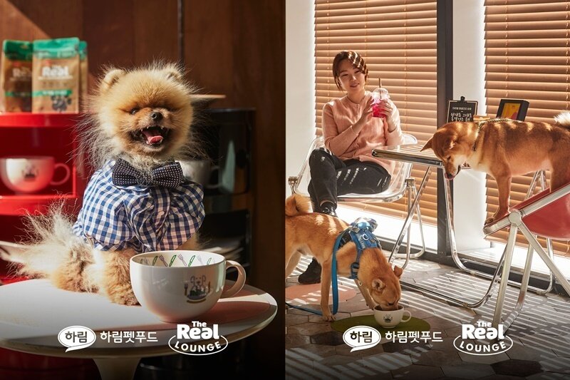 본문 이미지 - 더리얼 라운지에서 반려견을 위한 핫 초콜릿을 먹고 있는 강아지들. 사진 하림펫푸드 제공 ⓒ 뉴스1