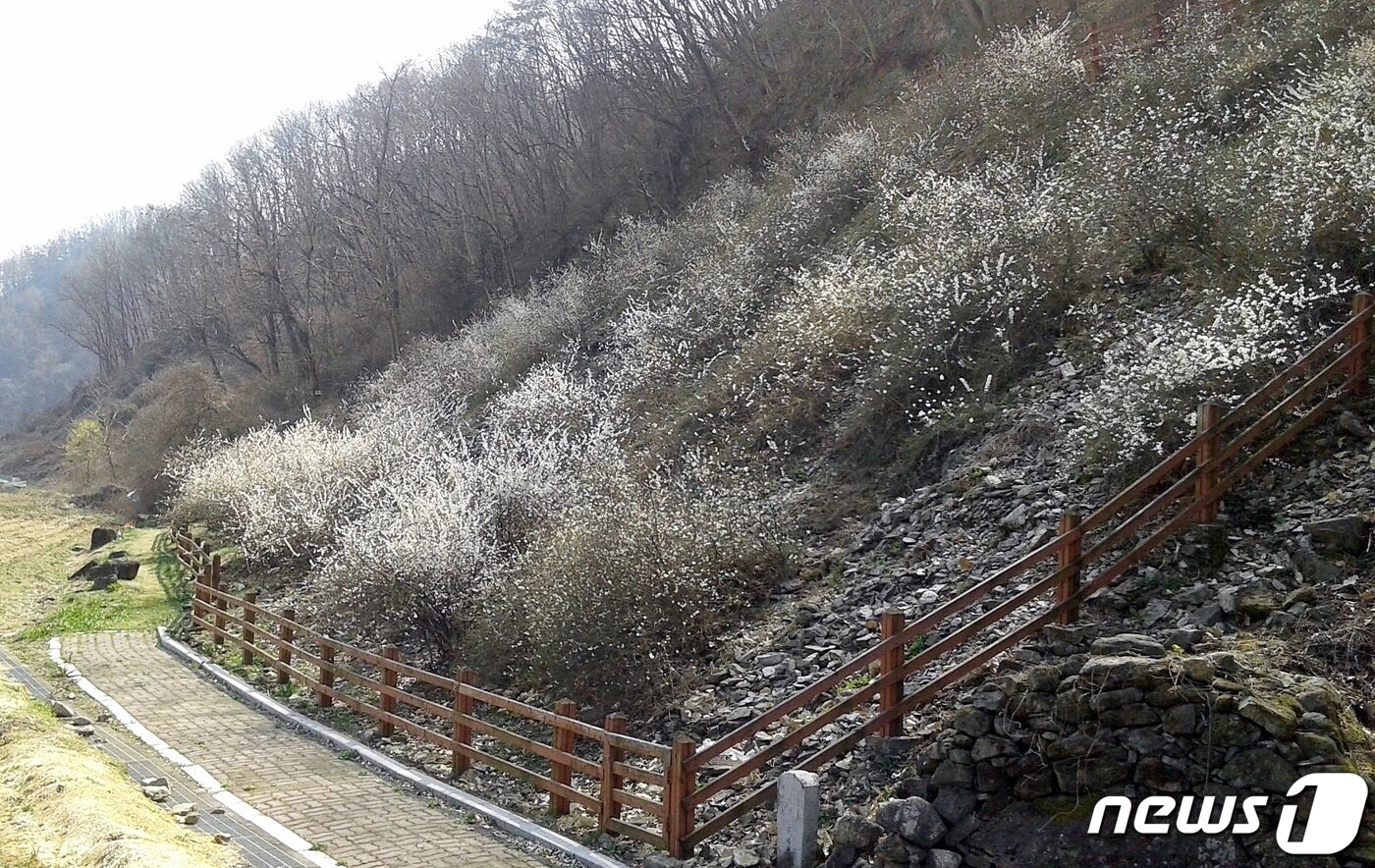 본문 이미지 - 괴산군 장연면 추점리 미선나무 자생지.ⓒ 뉴스1