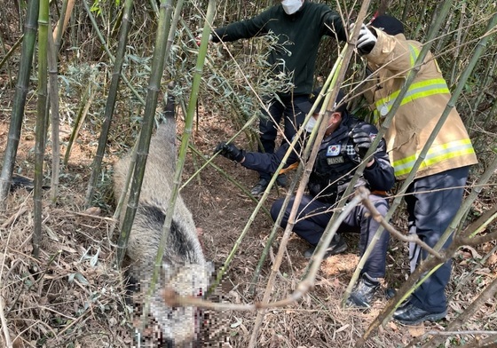 "멧돼지 퇴치 사냥"…10일 저녁 강진 보은산 입산 금지