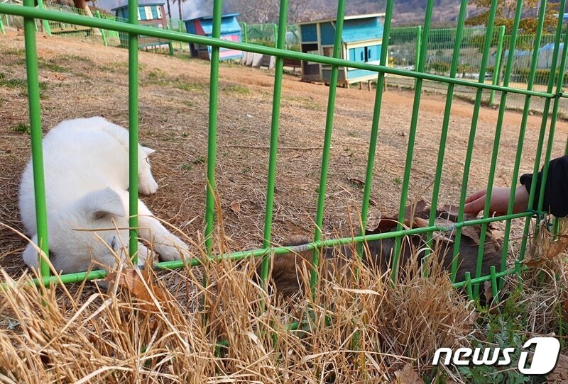 본문 이미지 - 6일 전남 진도군 진도개테마파크를 방문한 어린 아이가 강아지에게 낙엽 이불을 덮어주고 있다. ⓒ 뉴스1 최서윤 기자