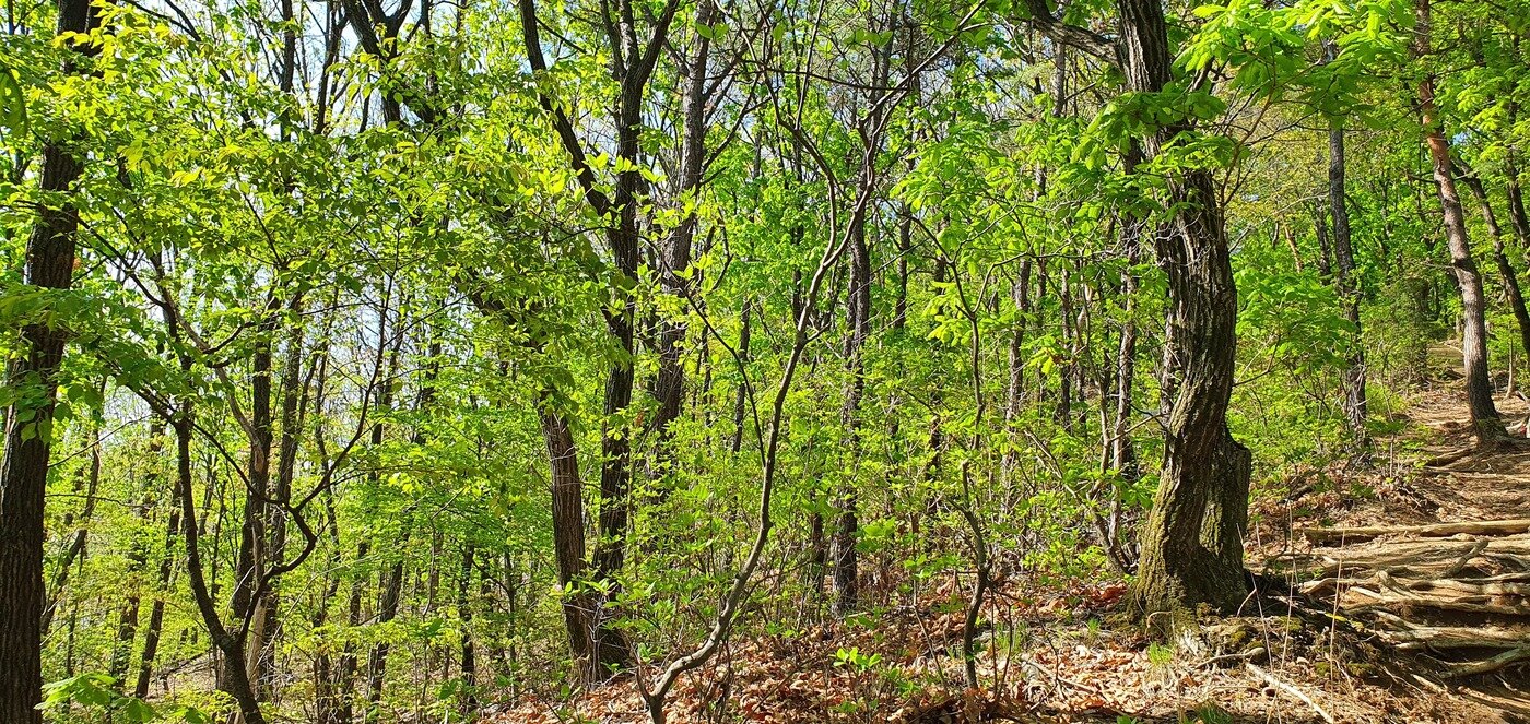 본문 이미지 - 4월의 숲. 조성관 작가 제공