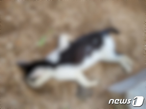 부산 해운대구 센텀시티 한 아파트 단지에서 발견된 고양이 사체.(동물자유연대 제공) © 뉴스1
