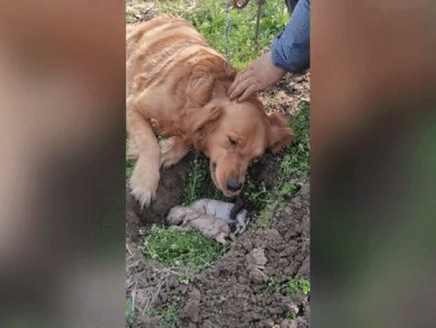 본문 이미지 - 중국에서 화제가 된 어미개의 모성 (온라인 커뮤니티 갈무리) ⓒ 뉴스1